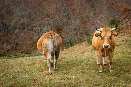 Cows grazing in a mountainous landscape with old stone buildings and autumnal nature. These images capture the tranquility and beauty of rural life, highlighting the connection between animals and their natural surroundings on November 18, 2018 in Somiedo Natural Park, Asturias, Spain.の写真素材