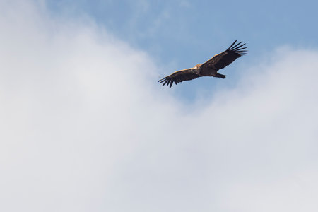 Haliaeetus albicilla, large bird of prey in flightの写真素材