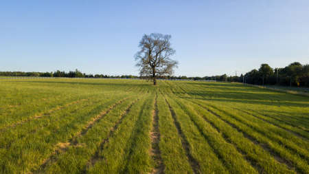 A Tupelo (Black Gum) tree stands in a field in Gaithersburg, Montgomery County, Maryland.