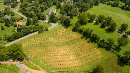 Aerial view of a tree orchard in Potomac, Montgomery County, Maryland.の写真素材