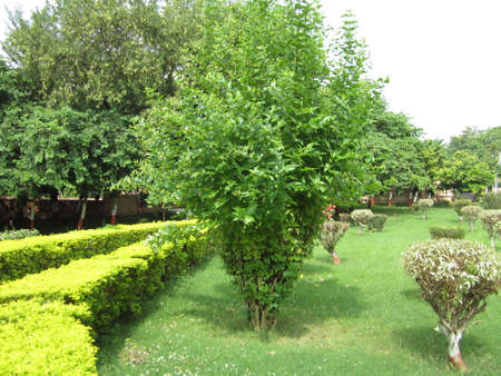 Medidation park Budhagayaの写真素材