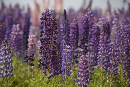 Purple fieldの写真素材