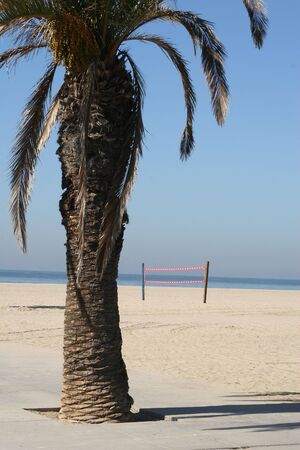 Palm tree on the beach with a volleyball playgroundの写真素材