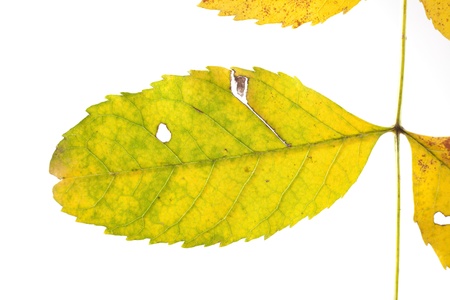 Close up of green and yellow leaf on white background 