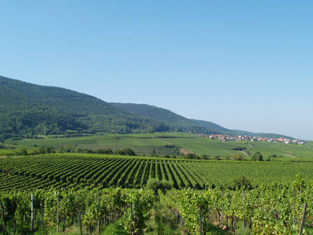 Vines ocean in Rhineland-Palatinateの写真素材