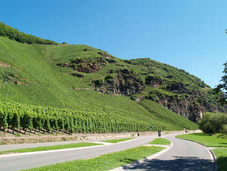 The special viniculture at the river Moselの写真素材