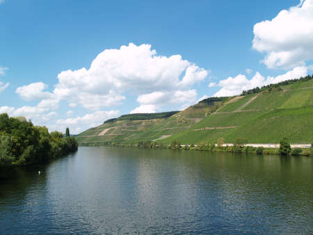 Viniculture at the Moselの写真素材