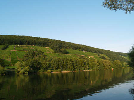 The landscape of the viniculture at the river Mainの写真素材