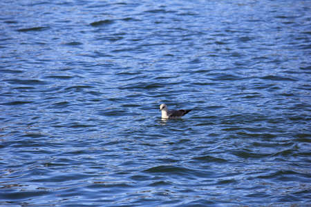 Seagull on the seaの写真素材