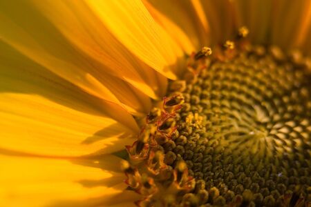 Sunflower macroの写真素材