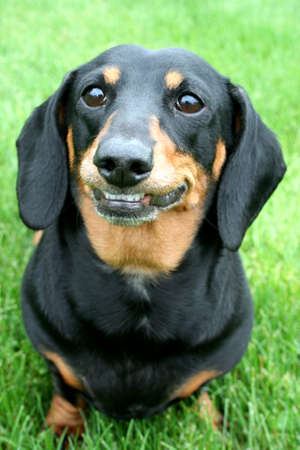 Smiling Dachshundの写真素材