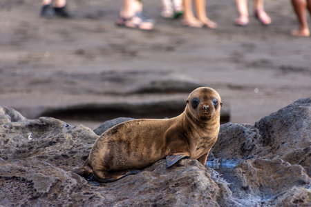 A sea lion cub on volcanic rocks on the island of Santiago (Isla Santiago) in the Galapagos, Ecuador.の写真素材