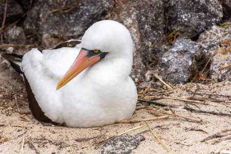 A Nazca Booby (sula granti) nesting on the island of Isla Genovesa, part of the Galapagos Islands in Ecuador.の写真素材