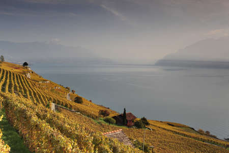 Autumn view over lake Geneva from the Lavaux vines, Vaud, Switzerland の写真素材