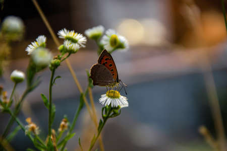 A butterfly sits on a camomile flower against a green meadow. Colors of blooming summer on a warm July dayの写真素材