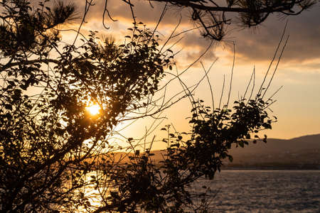 The bright rays of the setting sun Shine through the branches and leaves of the tree, against the...