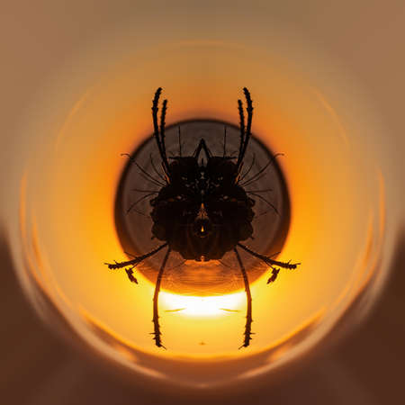 Spider planet. Polar coordinates, a circular image of cobwebs on bushes, against the background of a...
