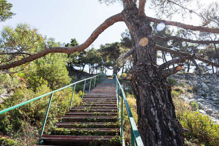Picturesque summer landscape. A staircase on the rocks leads to the forest and camping, a view from the wild beach and a tree close-up. The outskirts of the resort city of Gelendzhik, Russiaの写真素材