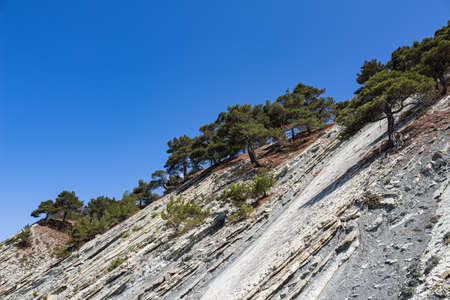 Top of a cliff with trees against a bright blue sky in the wild beach area. Stunning summer...