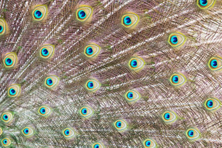 Closeup of a peacock tail with its colourful feathers fanned out.の写真素材