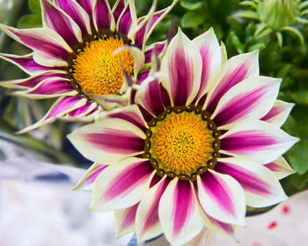 Big Kiss White Flame gazanias with bright white and purple petals around golden centre, a flower of the daisy family, also known as Treasure Flower.の写真素材