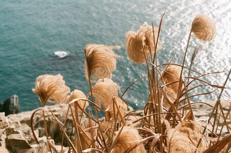 swinging reed grass in the windの写真素材
