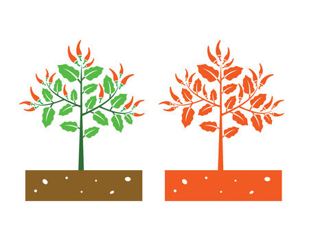 chili plant with ripe chiliのイラスト素材