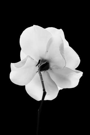 White Flower On Black Backgroundの写真素材