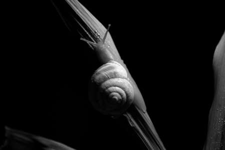 close up snail  Black and white Photographyの写真素材