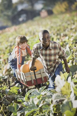 Two boys pulling wagon through pumpkin patchの写真素材