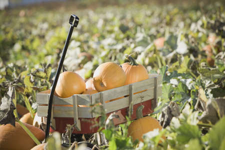 Wagon full of pumpkins in pumpkin patchの写真素材