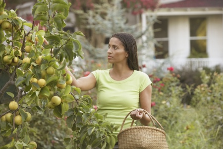 African woman picking fruit with basketの写真素材