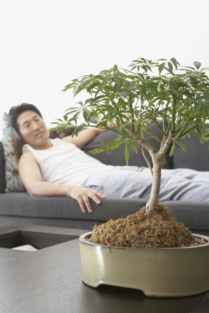 Asian man looking at bonsai treeの写真素材