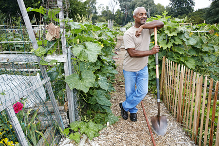 Black man leaning on shovel in community gardenの写真素材