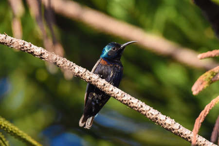 Purple sunbird on tree branch.の写真素材