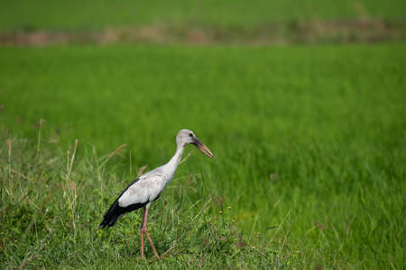 Openbill stork bird in rice field.
