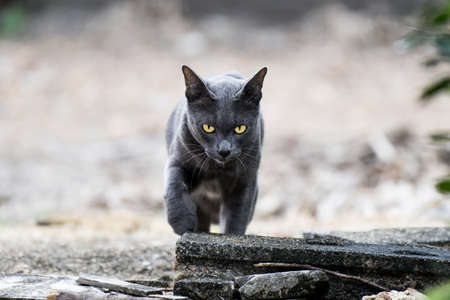 Dark grey cat have yellow eyes is walking.