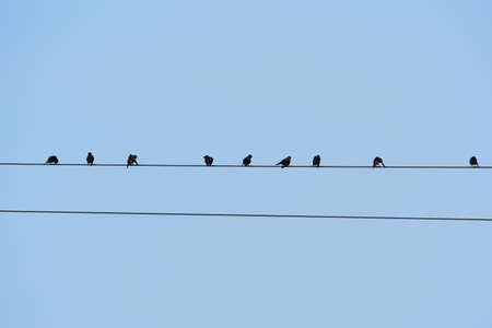 Small birds silhouette on electric wire.