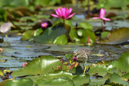 Chinese pond heron bird catching fish and walking on lotus leaves.の写真素材