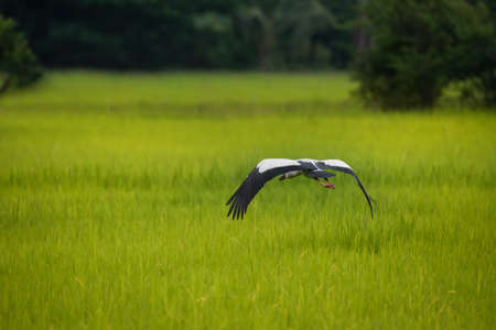 Openbill stork bird is flying at paddy rice field.の写真素材