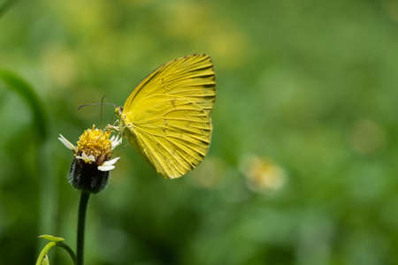 Yellow butterfly on flower inthe garden.の写真素材