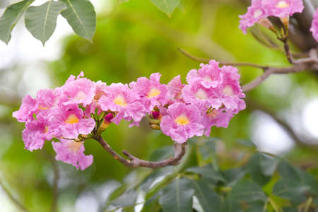 Beautiful pink tabebuia rosea flower plant.