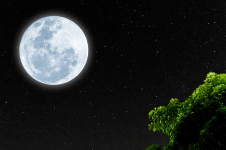 Bright full moon with tree in the night.