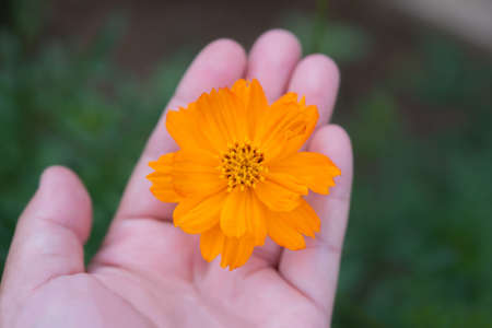 Yellow cosmos flower in the hand.