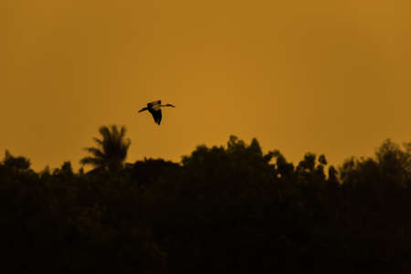 Small bird with silhouette trees in the sunset time.