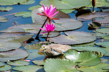 Chinese Pond Heron bird walking on lotus leaves.の写真素材
