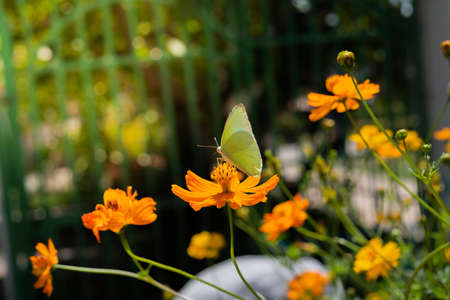 ellow butterfly on cosmos flower in the garden.の写真素材