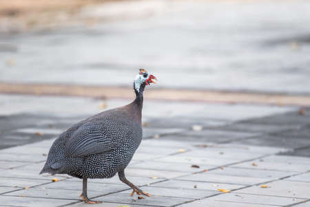 Guineafowl walking on concrete ground.