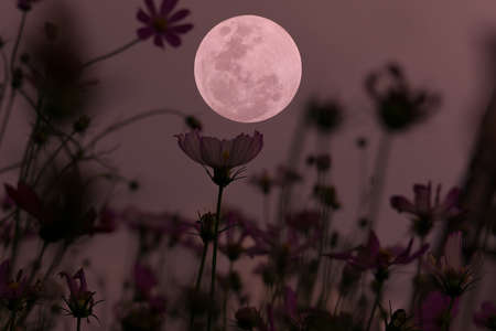 Full moon over cosmos flowers in the evening.の写真素材