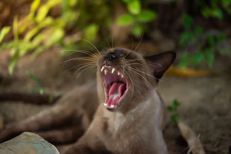 Cat yawning in the garden.の写真素材